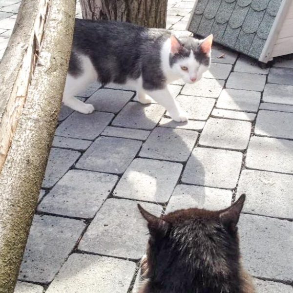 Kater Fluse (h.) mit Kumpel Freddy  / © 2016 Arche KaNaum (DN) Kater Fluse (h.) mit Kumpel Freddy / © 2016 Arche KaNaum (DN)