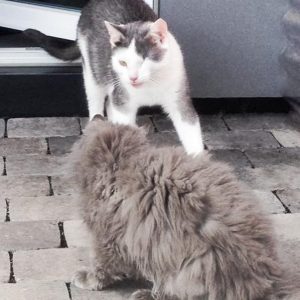 Kater Fluse (h.) beim ersten Kennenlernen mit Kätzin Schnurri / © 2016 Arche KaNaum (DN) Kater Fluse (h.) beim ersten Kennenlernen mit Kätzin Schnurri / © 2016 Arche KaNaum (DN)