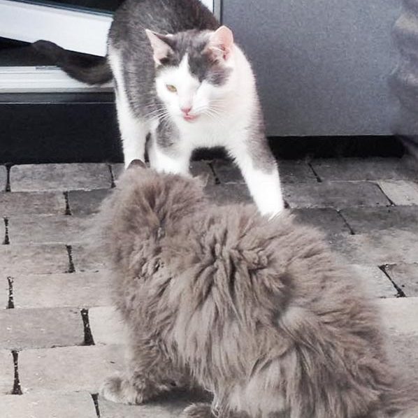 Kater Fluse (h.) beim ersten Kennenlernen mit Kätzin Schnurri  / © 2016 Arche KaNaum (DN) Kater Fluse (h.) beim ersten Kennenlernen mit Kätzin Schnurri / © 2016 Arche KaNaum (DN)