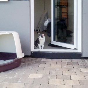 Kater Fluse / © 2016 Arche KaNaum (DN) Kater Fluse / © 2016 Arche KaNaum (DN)