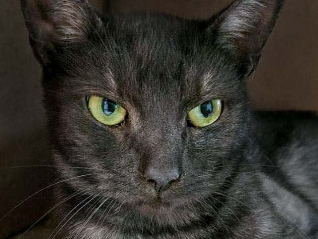 Kater Maro / © 2016 Arche KaNaum (OS)