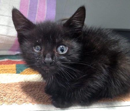 Kätzin Devil / © 2016 Arche KaNaum (DN)