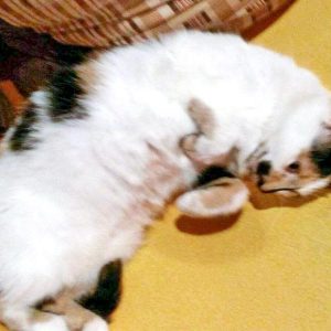 Dreifarbige Fundkätzin aus Bad Arolsen - Mengeringhausen / © 06.10.'16 Privat