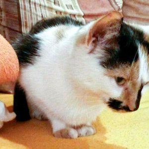 Dreifarbige Fundkätzin aus Bad Arolsen - Mengeringhausen / © 06.10.'16 Privat