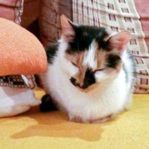 Dreifarbige Fundkätzin aus Bad Arolsen - Mengeringhausen / © 06.10.'16 Privat