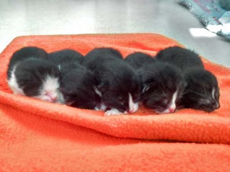 Fünf neue Streuner-Babys in der Arche / © 2016 Arche KaNaum (DN)