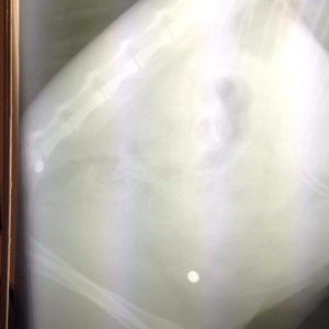 Röntgenaufnahme der dreifarbige Fundkätzin aus Bad Arolsen – Mengeringhausen / © 2016 Arche KaNaum (DN) Röntgenaufnahme der dreifarbige Fundkätzin aus Bad Arolsen - Mengeringhausen / © 2016 Arche KaNaum (DN)