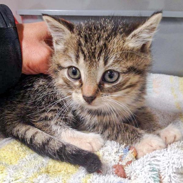 Kätzin Babsi am 12.10.’16 / © 2016 Arche KaNaum (DN) Kätzin Babsi am 12.10.'16 / © 2016 Arche KaNaum (DN)