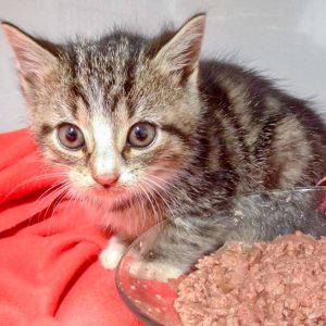 Kätzin Belinda am 12.10.'16 / © 2016 Arche KaNaum (DN)