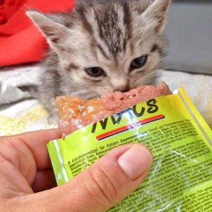 Kätzin Bibi am 12.10.'16 / © 2016 Arche KaNaum (DN)