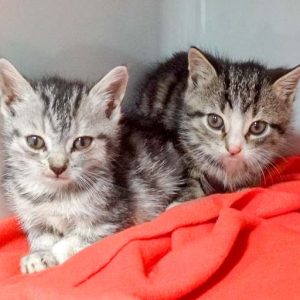Kätzinnen Bibi (l.) und Belinda am 12.10.'16 / © 2016 Arche KaNaum (DN)