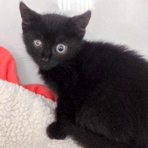 Streuner-Kätzin Dusty (aka Devil) / © 2016 Arche KaNaum (DN)