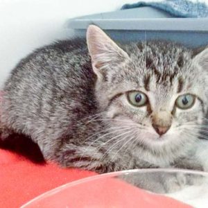 Streuner-Kätzin Dobby / © 2016 Arche KaNaum (DN)