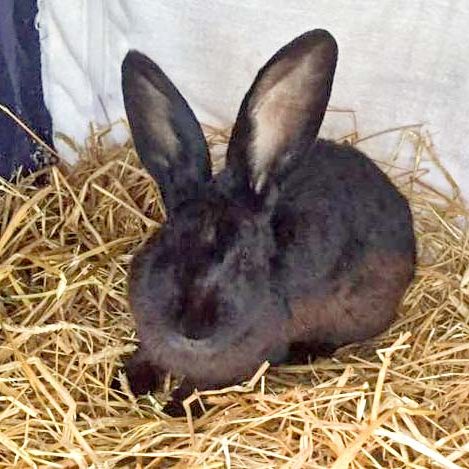 Kaninchenbock Living / © 2016 Arche KaNaum (AE)