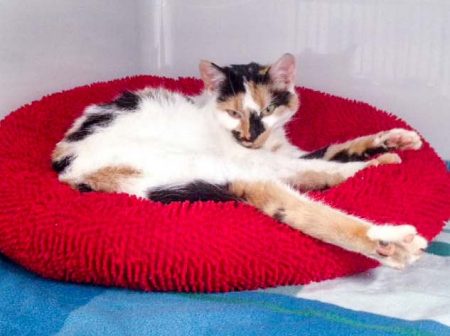 Kätzin Valiente / © 2016 Arche KaNaum (DN)