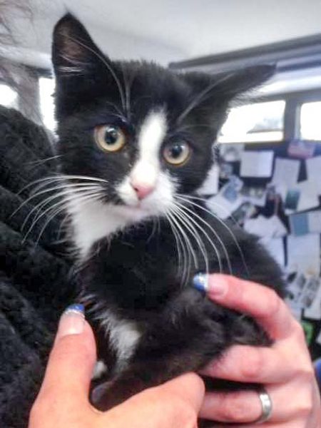 Schwarz-weißer Fundkater aus Bad Arolsen - Helsen / © 2016 Arche KaNaum (DN)