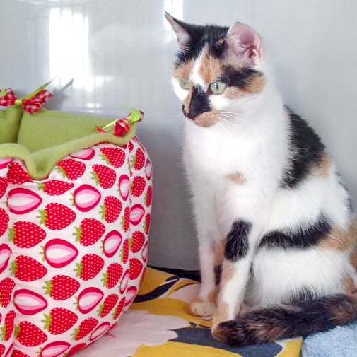 161014_valiente_001_v1kkt Kätzin Valiente / © 2016 Arche KaNaum (DN)