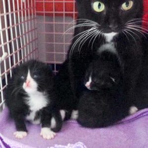 Kätzin Hexe mit drei ihrer Babys / © 2016 Arche KaNaum (DN)