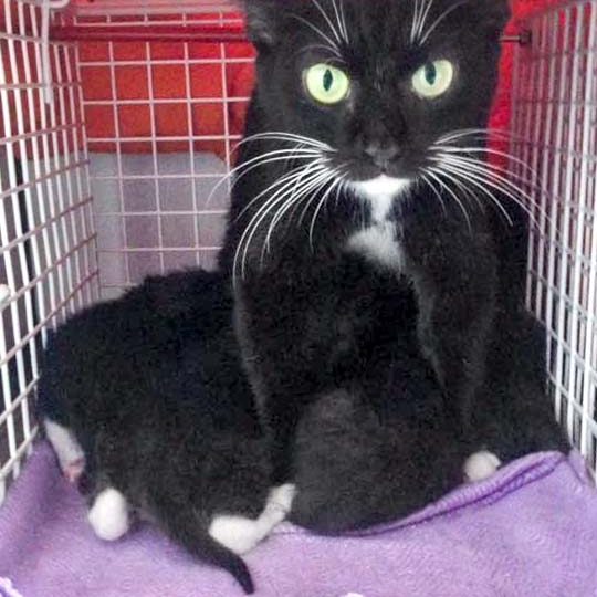 Kätzin Hexe mit vier ihrer Babys / © 2016 Arche KaNaum (DN)