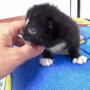 Eins von Hexes Babys / © 2016 Arche KaNaum (DN)