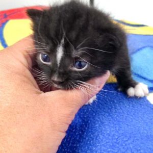 Kätzin Tiffy / © 2016 Arche KaNaum (DN)