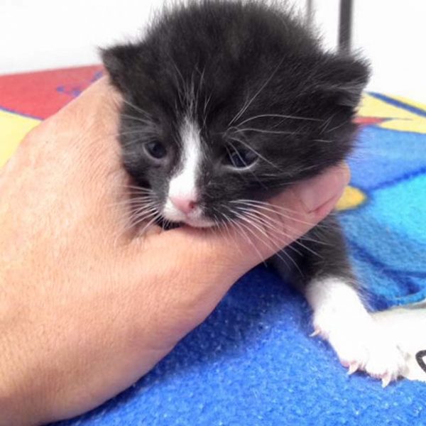 Katerchen Nino / © 2016 Arche KaNaum (OS)