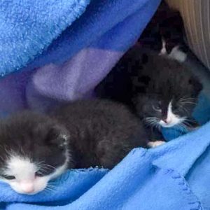 Drei von Hexes Babys / © 2016 Arche KaNaum (DN)