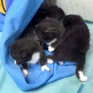 Vier von Hexes Babys / © 2016 Arche KaNaum (DN)