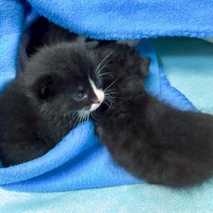 Drei von Hexes Babys / © 2016 Arche KaNaum (DN)