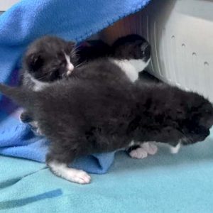 Drei von Hexes Babys / © 2016 Arche KaNaum (DN)