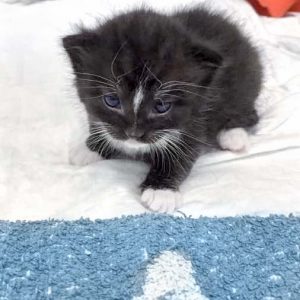 Kätzin Tiffy / © 2016 Arche KaNaum (DN)