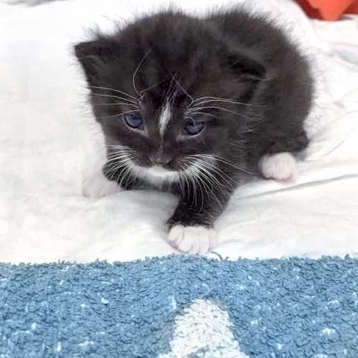 Kätzin Tiffy / © 2016 Arche KaNaum (DN)