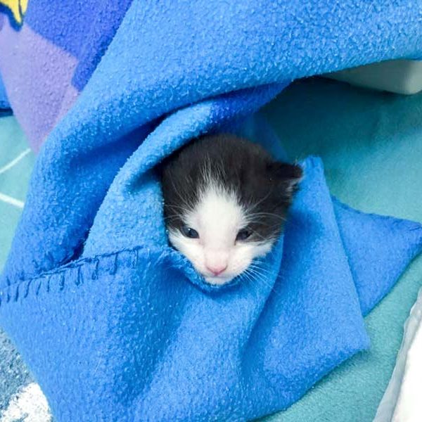 Katerchen Nemo / © 2016 Arche KaNaum (DN)