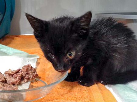 Streuner-Kätzin Dusty (aka Devil) / © 2016 Arche KaNaum (DN)