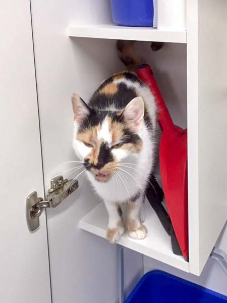 Kätzin Valiente / © 2016 Arche KaNaum (DN)