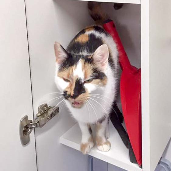 Kätzin Valiente  / © 2016 Arche KaNaum (DN) Kätzin Valiente / © 2016 Arche KaNaum (DN)