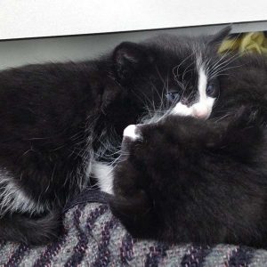 Drei von Hexes Babys / © 2016 Arche KaNaum (OS)