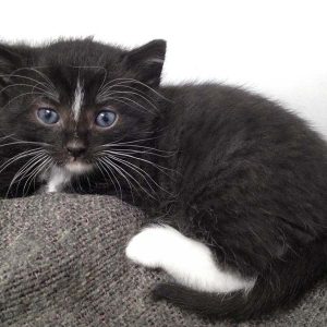 Kätzin Tiffy / © 2016 Arche KaNaum (OS)