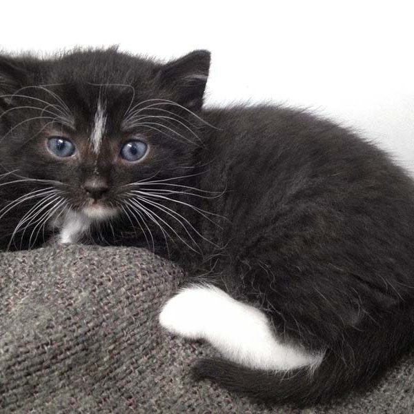 Kätzin Tiffy / © 2016 Arche KaNaum (OS)