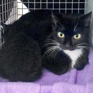 Kätzin Hexe mit einem ihrer Babys / © 2016 Arche KaNaum (OS)