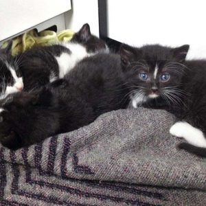 Hexes Babys Tiffy, Ni­no, Tru­di und Ne­mo / © 2016 Arche KaNaum (OS)