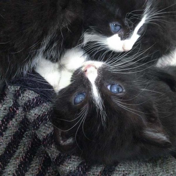 Zwei von Hexes Babys / © 2016 Arche KaNaum (OS)