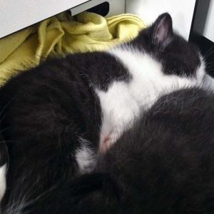 Eins von Hexes Babys / © 2016 Arche KaNaum (OS)