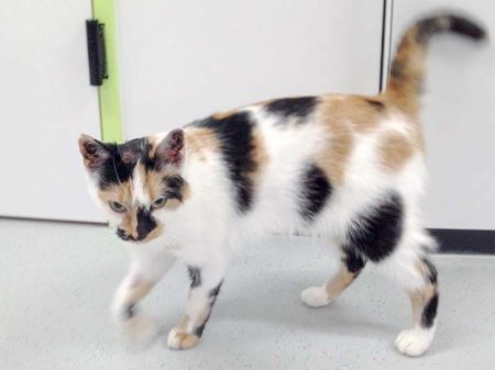 Kätzin Valiente nach ihrer OP / © 2016 Arche KaNaum (DN)