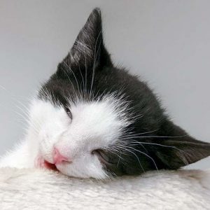 Katerchen Nemo / © 2016 Arche KaNaum (OS)