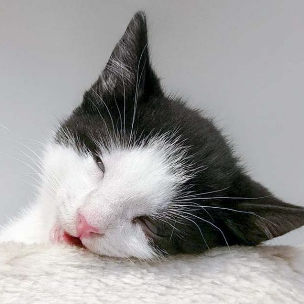 Katerchen Nemo / © 2016 Arche KaNaum (OS) Katerchen Nemo / © 2016 Arche KaNaum (OS)