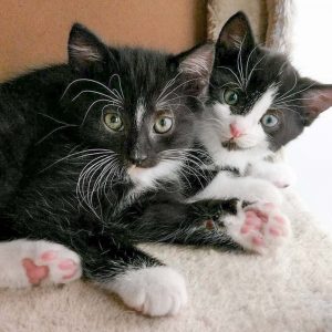 Kätzinnen Tiffy (l.) und Trudi / © 2016 Arche KaNaum (OS)