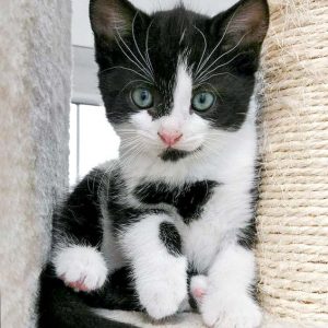 Kätzin Trudi / © 2016 Arche KaNaum (OS)