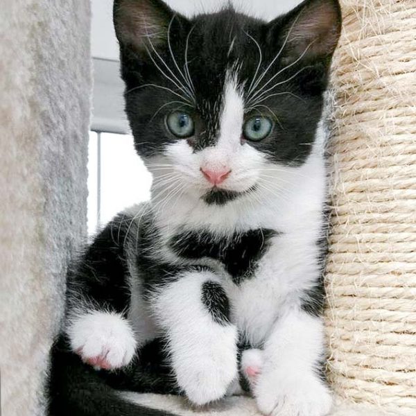 Kätzin Trudi / © 2016 Arche KaNaum (OS) Kätzin Trudi / © 2016 Arche KaNaum (OS)