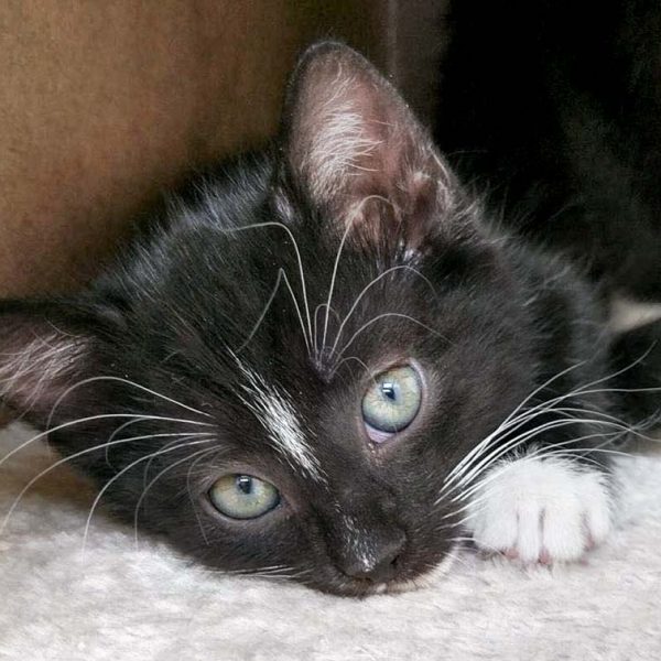 Kätzin Tiffy / © 2016 Arche KaNaum (OS)